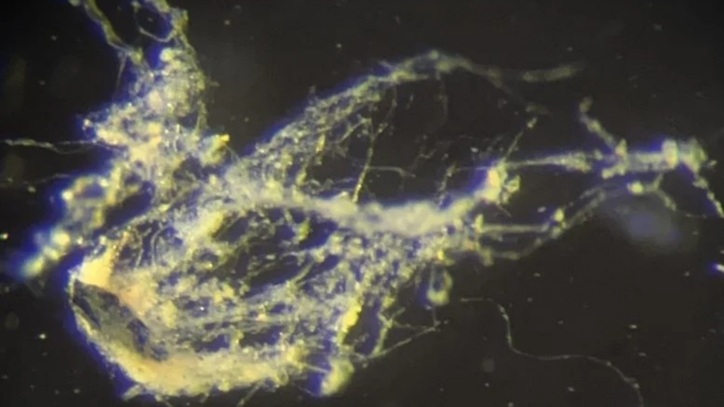 Elektrik ileten yeni bir bakteri türü keşfedildi