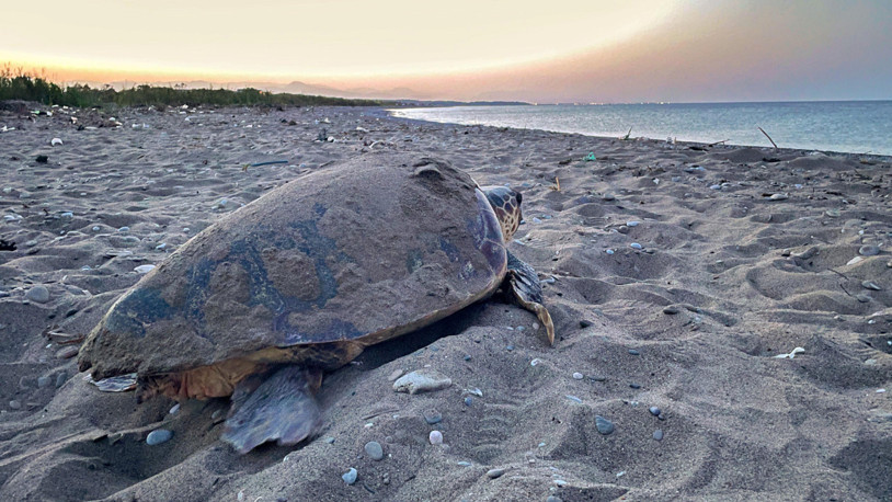 Caretta carettalardan ilk yuva