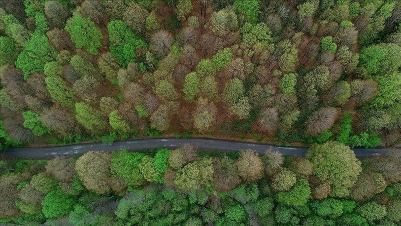 Kırklareli'nde ormanlık alanlara girişler kasıma kadar yasaklandı