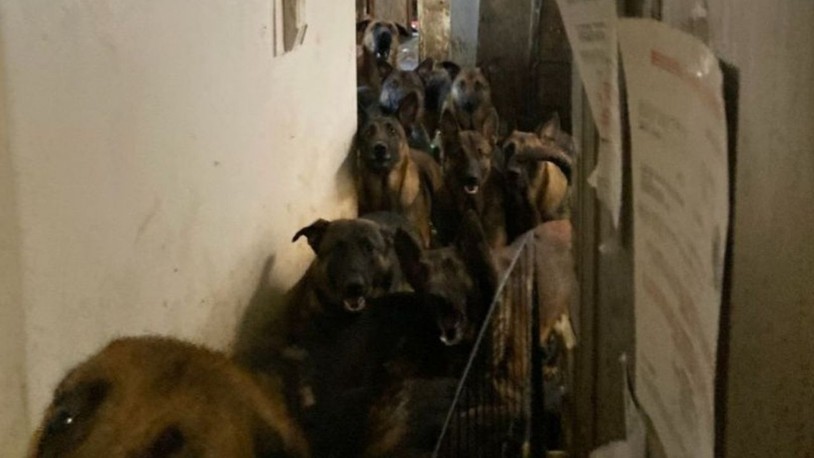 ABD’de tahliye edilen bir apartman dairesinde 48 köpek bulundu