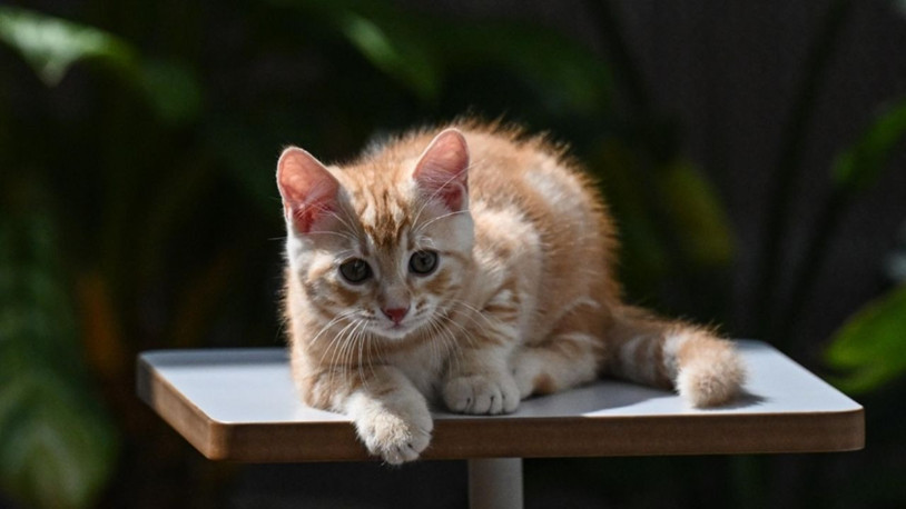 Sarman kedilerin genellikle erkek olmasının genetik kodlarındaki bir eksiklikten kaynaklandığı saptandı