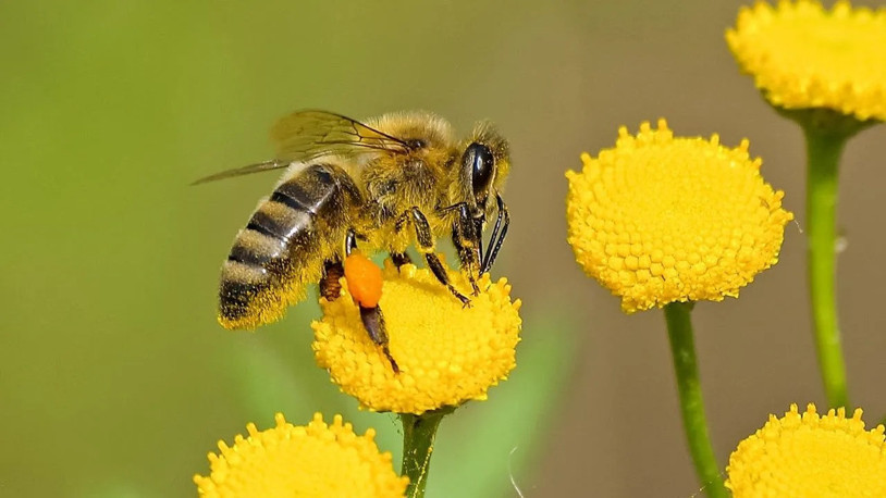 Bilim insanları uyardı: Savaş ve mikroplastikler arıları tehdit ediyor