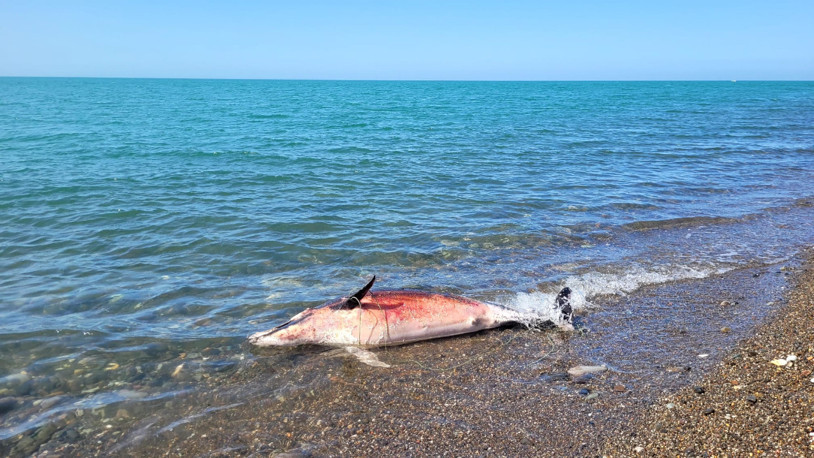 Trabzon'da ölü yunus, karaya vurdu