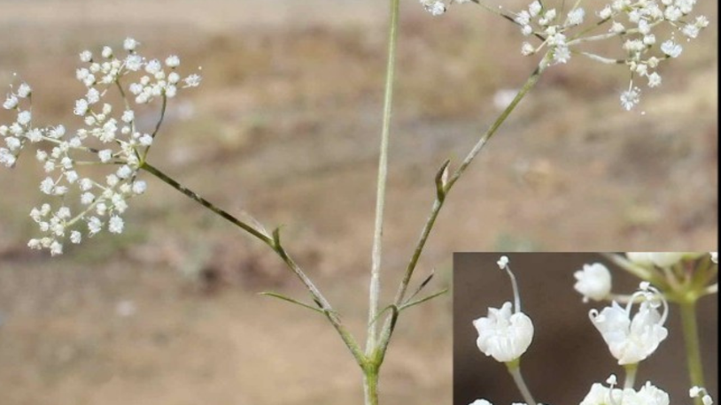 Toroslarda yeni anason türü keşfi; nesli yüksek tehdit altında