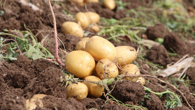 Adana’da zirai don nedeniyle patatesin rekoltesi düştü