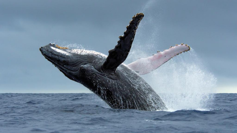 Bir haftada 6 gri balina ölü bulundu