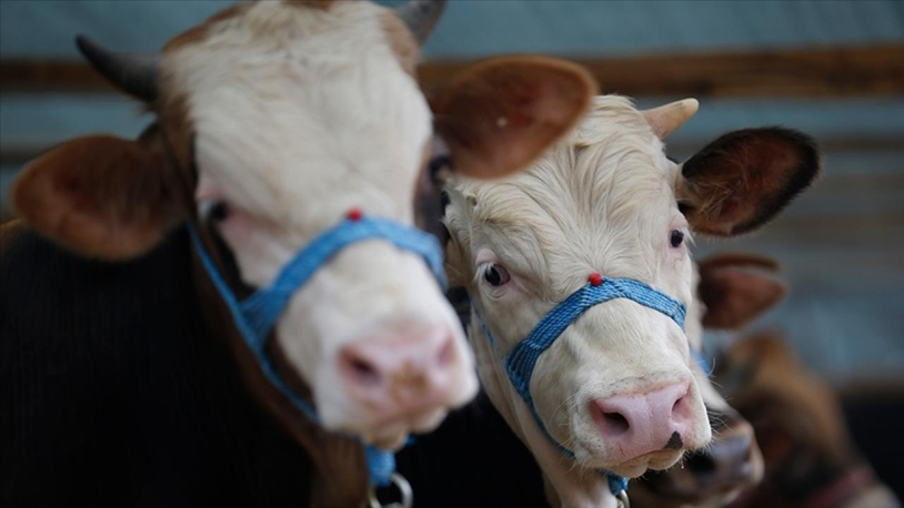 Sivas'ta bazı köy ve mahallelerde şap karantinası başlatıldı