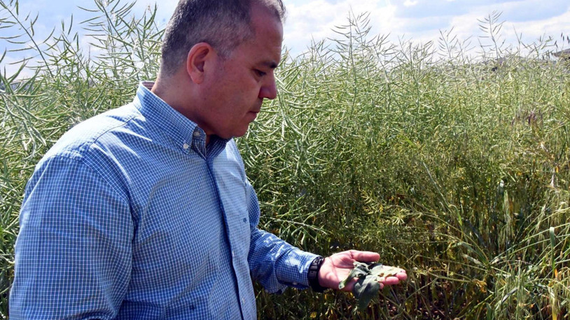 Prof. Dr. Sağlam: Kanola tarlalarında görülen tırtılda salgın yok