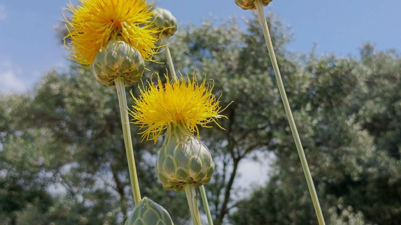 'Tülüşah'ı koparmanın cezası 557 bin TL