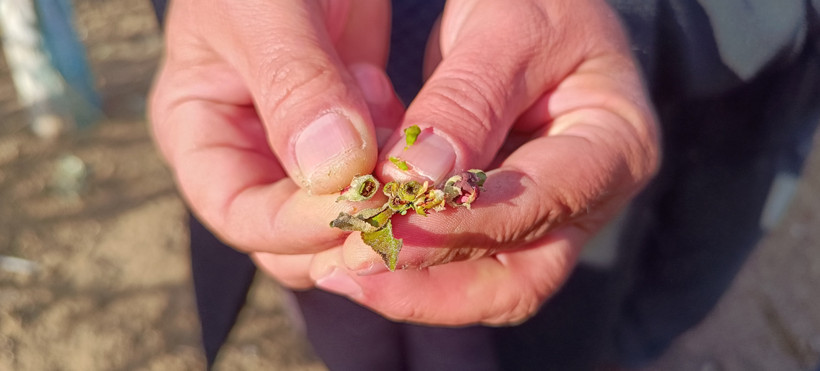 Kayseri Meyve ağaçlarını 'zirai don' vurdu; elmada yüzde 100 zarar, kayısı hiç kalmadı - Resim : 2