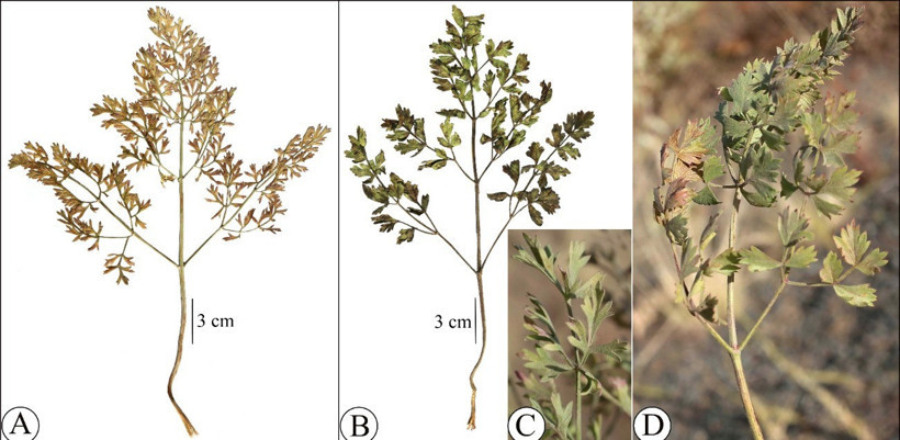 Toroslarda yeni anason türü keşfi; nesli yüksek tehdit altında - Resim : 2