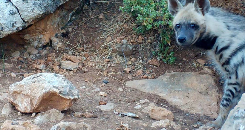 Nesli tehlike altındaki çizgili sırtlan görülen 2 alana koruma - Resim : 2