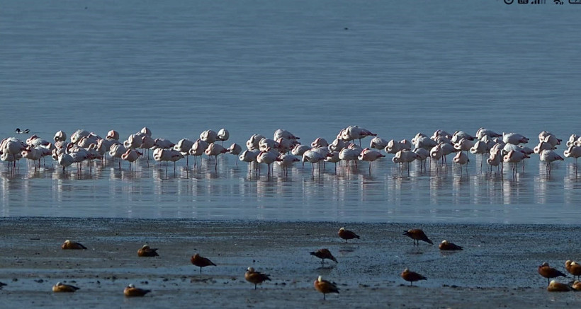 Flamingoların ilk kafilesi, Van Gölü Havzası'ndaki sulak alanlara geldi - Resim : 1