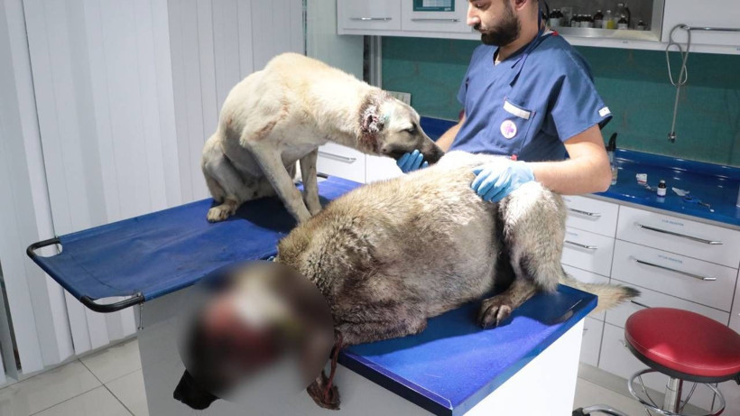 Vicdanları sızlatan olay; 3 sokak köpeğinin kulaklarını kesmiş - Resim: 8