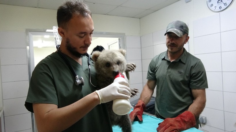 Ormanda bulunan yavru ayılar ‘Bulut’ ile ‘Yağmur’ özel mamalarla besleniyor - Resim: 10