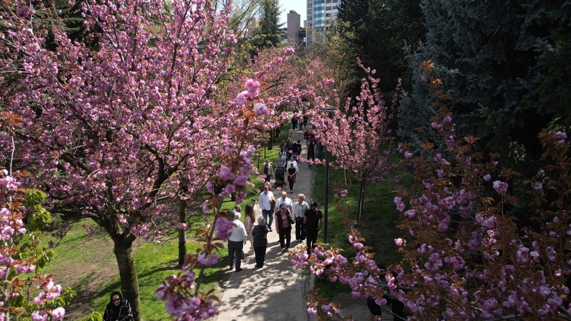 Ankara'nın Dikmen Vadisi, sakuralarla renklendi - Resim: 1