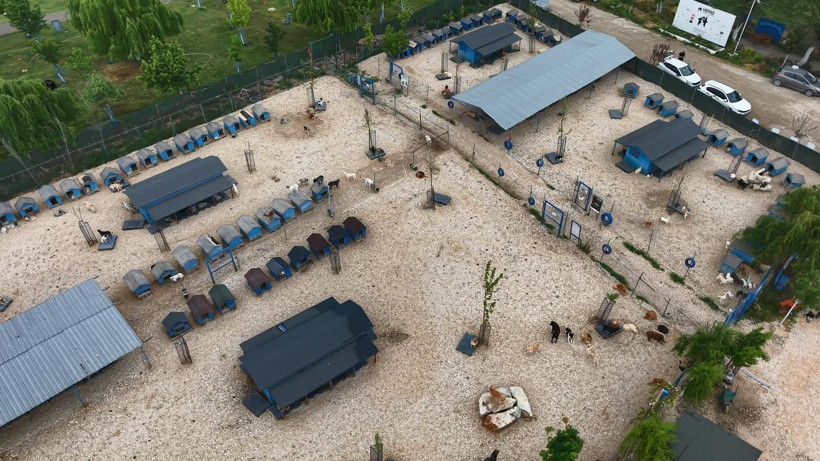 Sokağa terk edilmiş hayvanlara, 'Emekli Hayvan Çiftliği’nde' müzikli terapi - Resim: 4