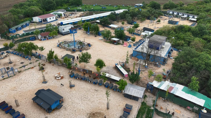 Sokağa terk edilmiş hayvanlara, 'Emekli Hayvan Çiftliği’nde' müzikli terapi - Resim: 1