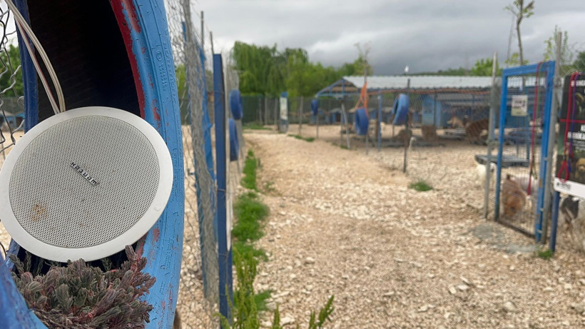 Sokağa terk edilmiş hayvanlara, 'Emekli Hayvan Çiftliği’nde' müzikli terapi - Resim: 3