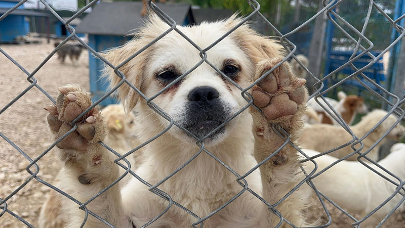 Sokağa terk edilmiş hayvanlara, 'Emekli Hayvan Çiftliği’nde' müzikli terapi - Resim: 2