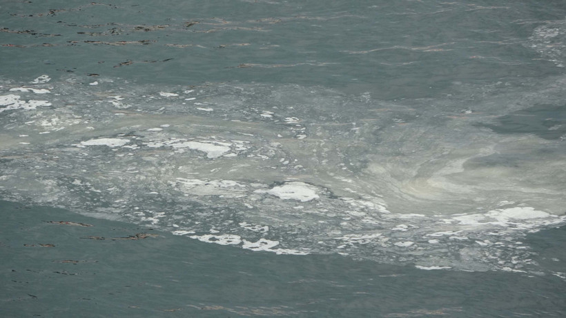 'Orman ve akarsu kenarlarındaki çalılıkların popülasyonundaki azalma müsilajı artırıyor' - Resim : 1