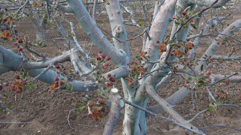 Kayseri Meyve ağaçlarını 'zirai don' vurdu; elmada yüzde 100 zarar, kayısı hiç kalmadı - Resim : 1