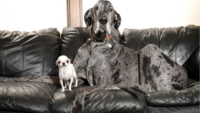Dünyanın en büyük ve en küçük köpekleri bir araya geldi - Resim: 1
