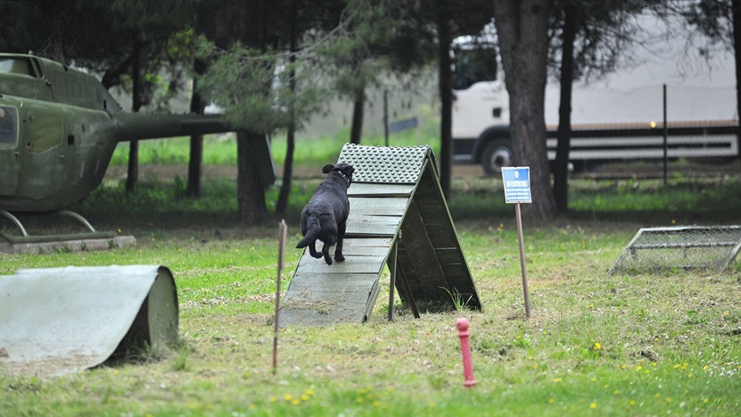 TSK'nın 'kahraman köpekleri', 2 yıl boyunca 8 farklı branşta eğitiliyor - Resim : 12