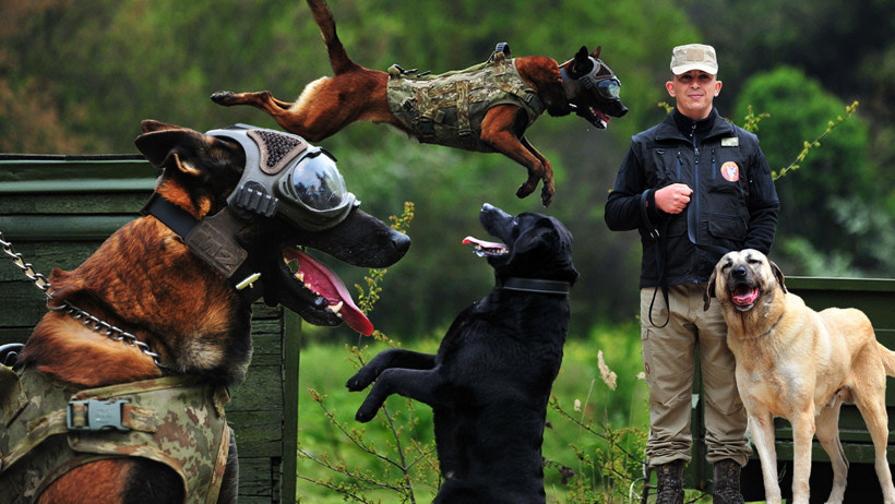 TSK'nın 'kahraman köpekleri', 2 yıl boyunca 8 farklı branşta eğitiliyor - Resim : 10