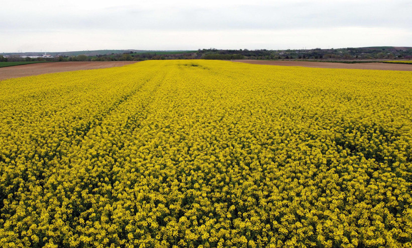 Trakya'nın 'sarı altın çiçeği' kanola, zirai dondan korundu - Resim : 3