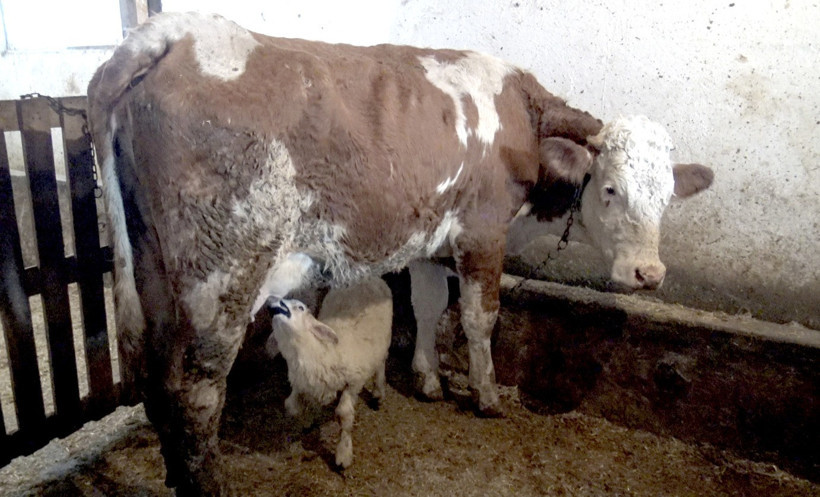 Annesi ölen kuzuyu "Sarıkız" isimli inek emziriyor - Resim : 1