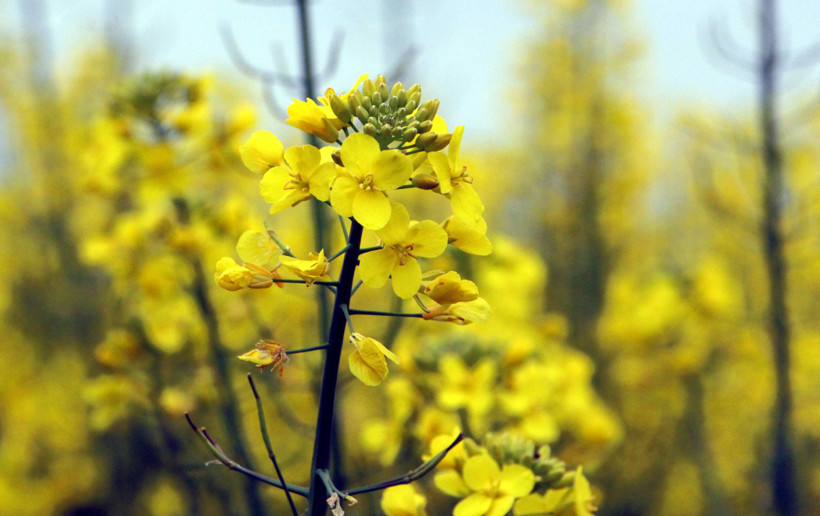 Trakya'nın 'sarı altın çiçeği' kanola, zirai dondan korundu - Resim : 1