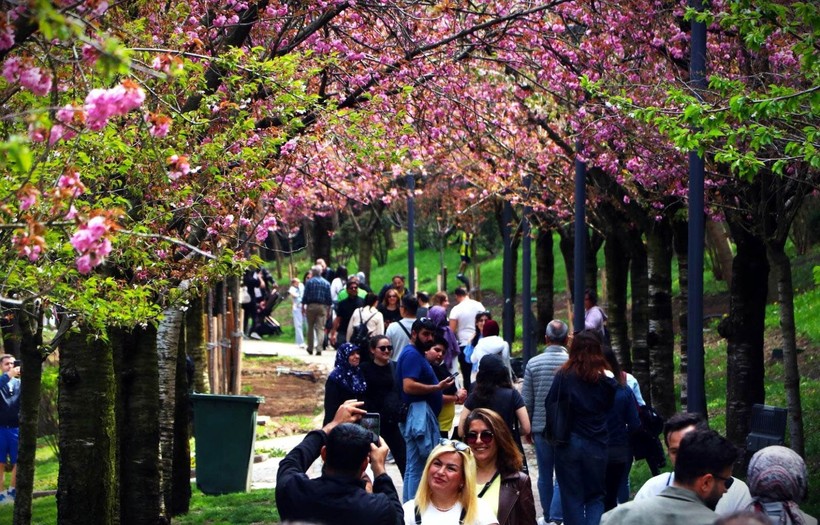 Ankara'nın Dikmen Vadisi, sakuralarla renklendi - Resim: 5