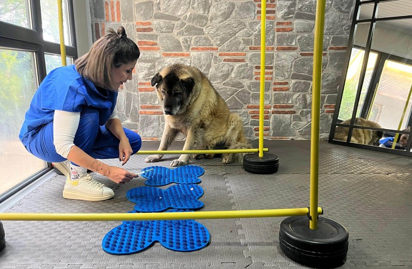 3 ayda 10 kilo veren obez köpek 'Duman', sahiplenmeyi bekliyor - Resim: 6