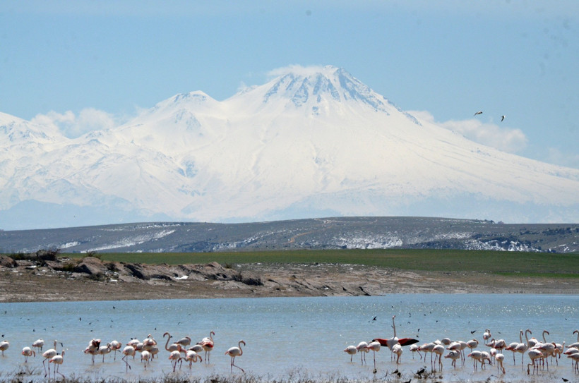 Tuz Gölü'ne göç eden flamingo popülasyonunda artış - Resim : 2