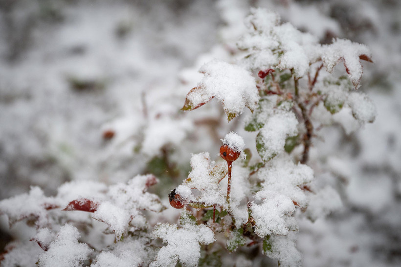 Ankara'da kar nedeniyle bugün okullar tatil edildi... Başkent beyaza büründü - Resim : 5