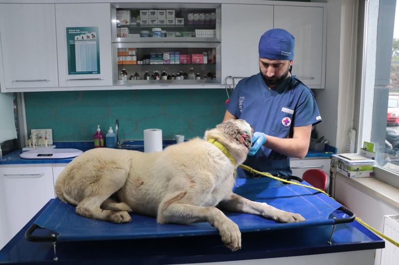 Vicdanları sızlatan olay; 3 sokak köpeğinin kulaklarını kesmiş - Resim: 6