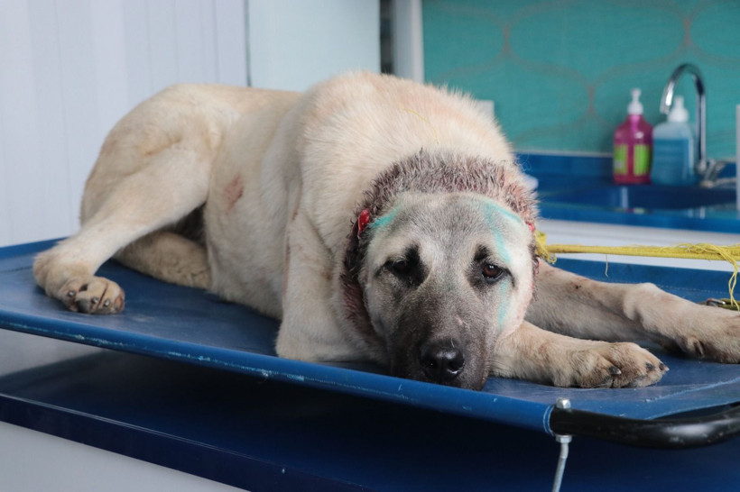 Vicdanları sızlatan olay; 3 sokak köpeğinin kulaklarını kesmiş - Resim: 3