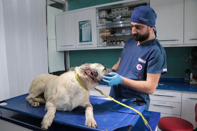 Vicdanları sızlatan olay; 3 sokak köpeğinin kulaklarını kesmiş - Resim: 2