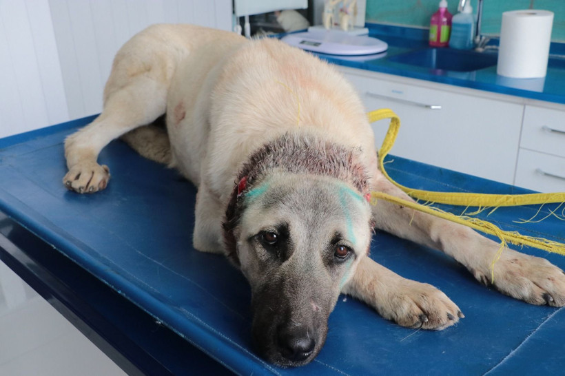 Vicdanları sızlatan olay; 3 sokak köpeğinin kulaklarını kesmiş - Resim: 4