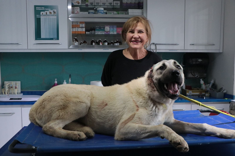 Vicdanları sızlatan olay; 3 sokak köpeğinin kulaklarını kesmiş - Resim: 5