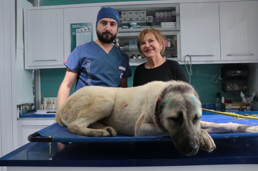 Vicdanları sızlatan olay; 3 sokak köpeğinin kulaklarını kesmiş - Resim: 7