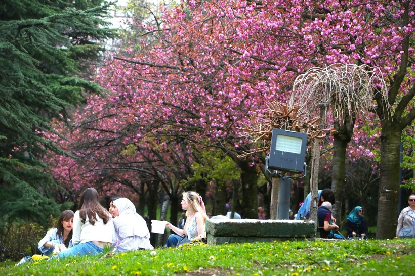 Ankara'nın Dikmen Vadisi, sakuralarla renklendi - Resim: 3
