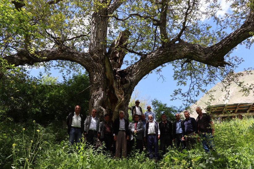 'İmam Ağacı' olarak bilinen ceviz ağacı 350 yaşında - Resim: 2