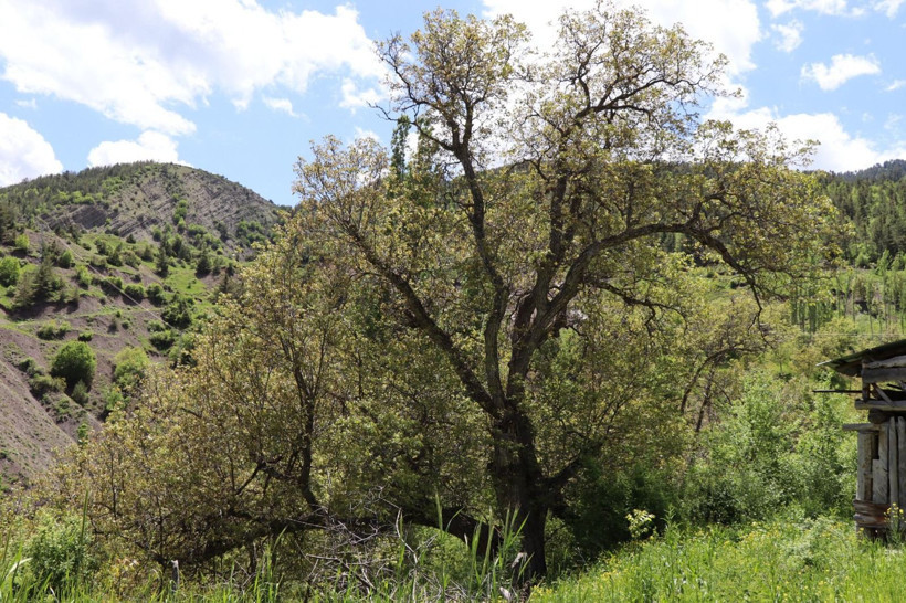 'İmam Ağacı' olarak bilinen ceviz ağacı 350 yaşında - Resim: 3