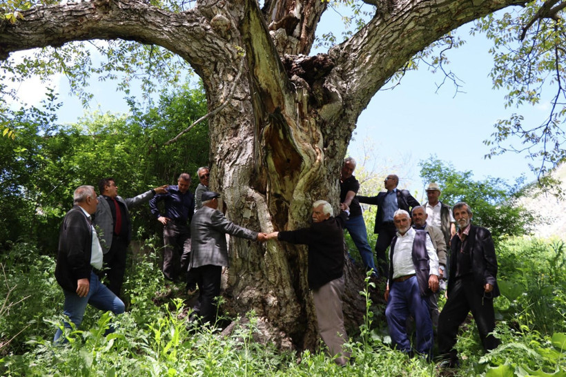 'İmam Ağacı' olarak bilinen ceviz ağacı 350 yaşında - Resim: 4