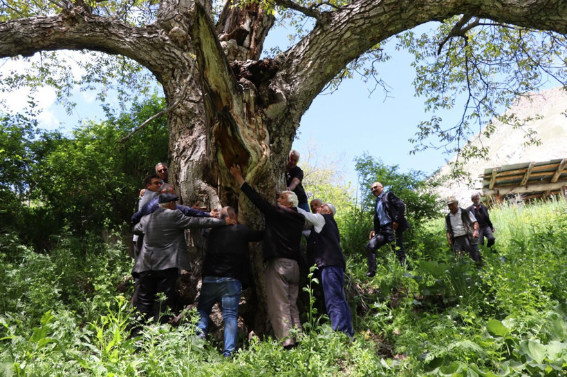 'İmam Ağacı' olarak bilinen ceviz ağacı 350 yaşında - Resim: 1