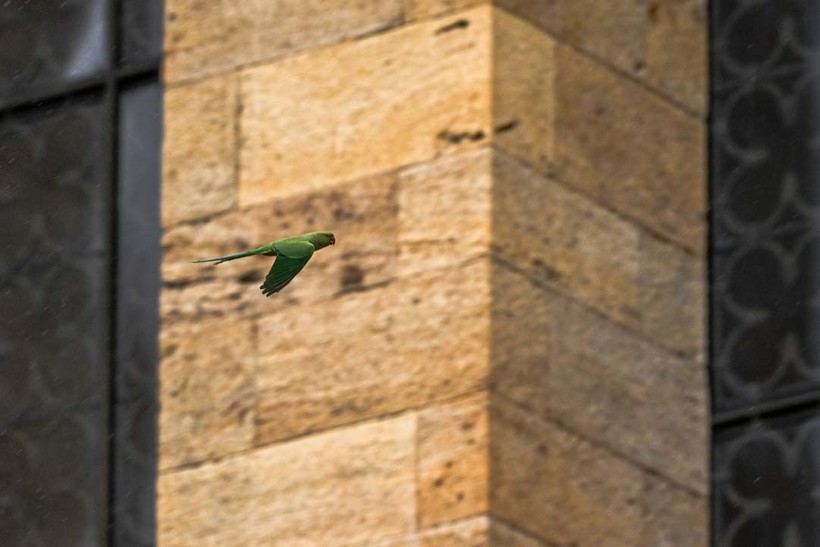 Anıtkabir'in papağanları - Resim: 4