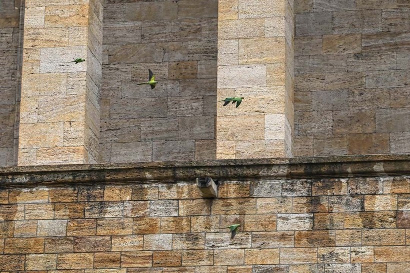 Anıtkabir'in papağanları - Resim: 5