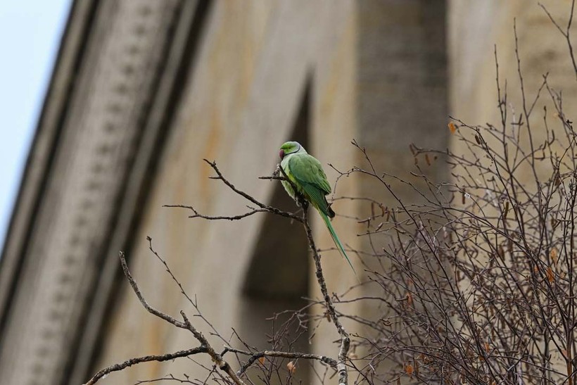Anıtkabir'in papağanları - Resim: 2